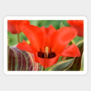 Tulipa  &#39;Fire of Love&#39;   Greigii Group  Tulip Sticker